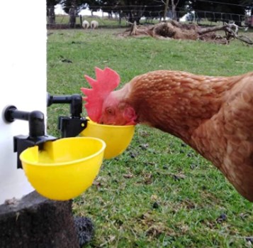 Hot Sale Chicken Drinker Cup Farm Equipment Water Bowl Yellow Poultry Waterer for Pigeon Bird Chicken Quail LM-38