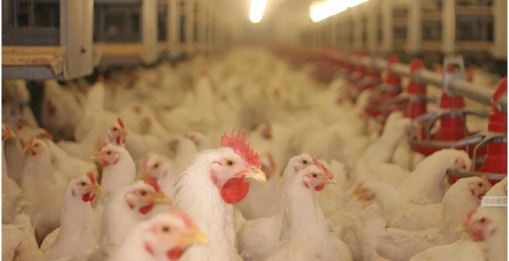 How much do you know about raising broilers？ Long Mu Animal Husbandry