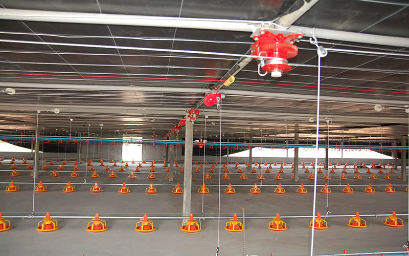Poultry Feeder Pan Automatic Broiler House Drinking & Feeding System